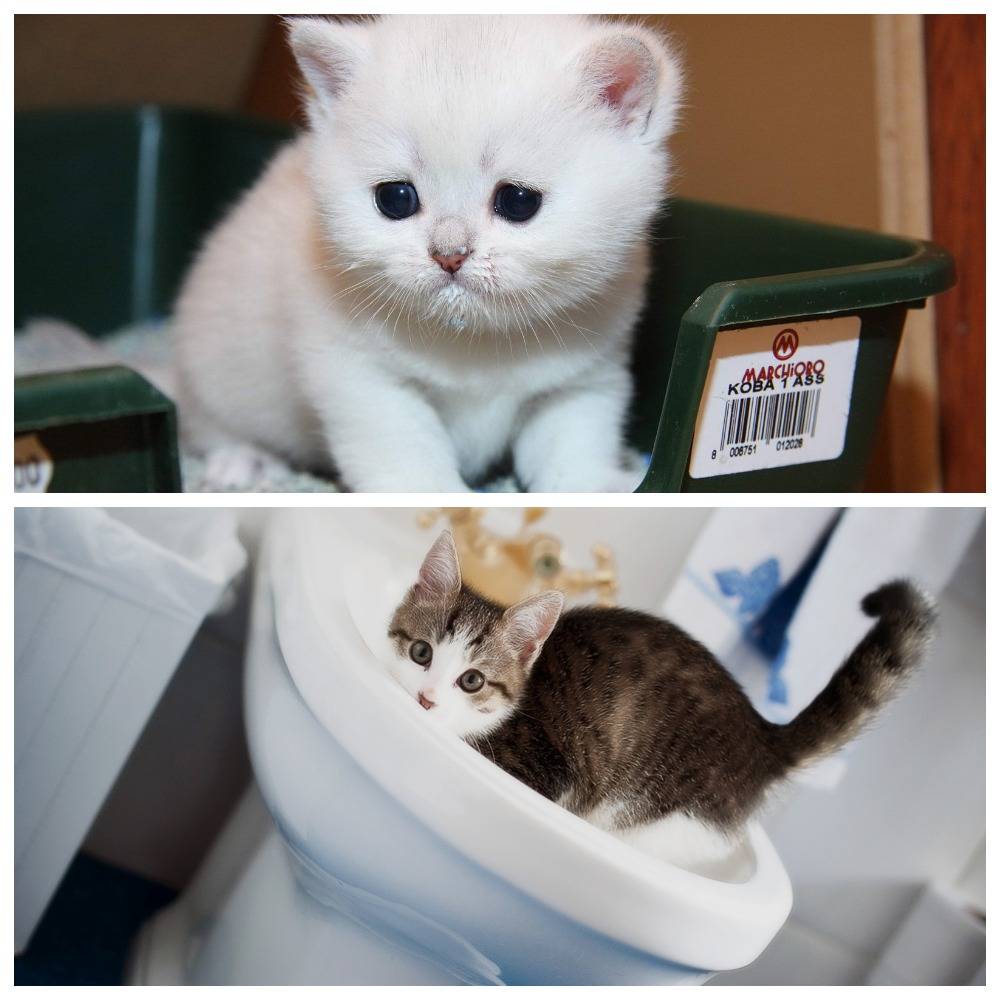 Кот не может сходить в туалет по-маленькому, по-большому: причины, советы ветеринаров, что делать? как помочь коту сходить в туалет?