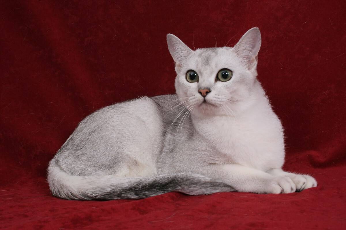 Бурмилла (кошка): описание породы