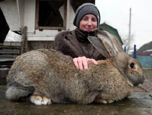 Самые крупные породы кроликов
