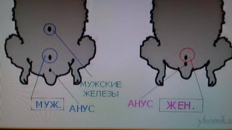 Как определить пол джунгарского хомяка в домашних условиях фото пошагово