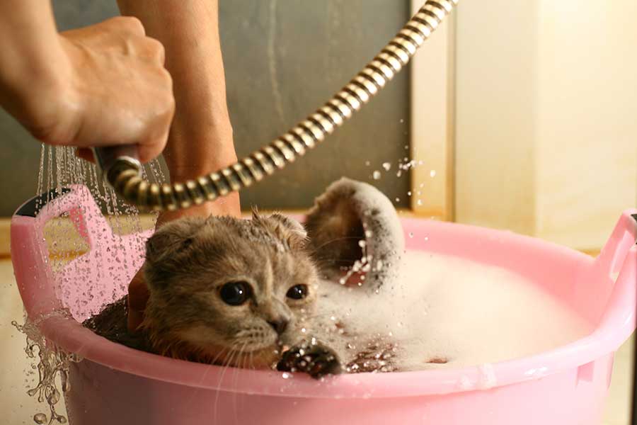 Можно ли мыть кошку