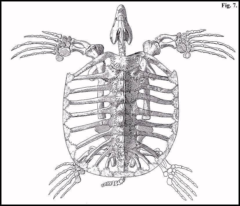 Рептилии ребра. Скелет черепахи. Строение черепахи. Скелет могселй черепахи. Грудная клетка черепахи.