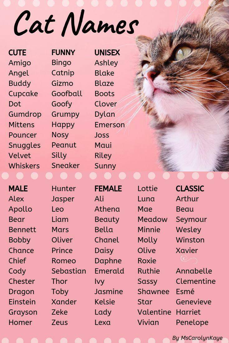 Красивые клички для кошек девочку и мальчика: 785 английских имён на 2021 год