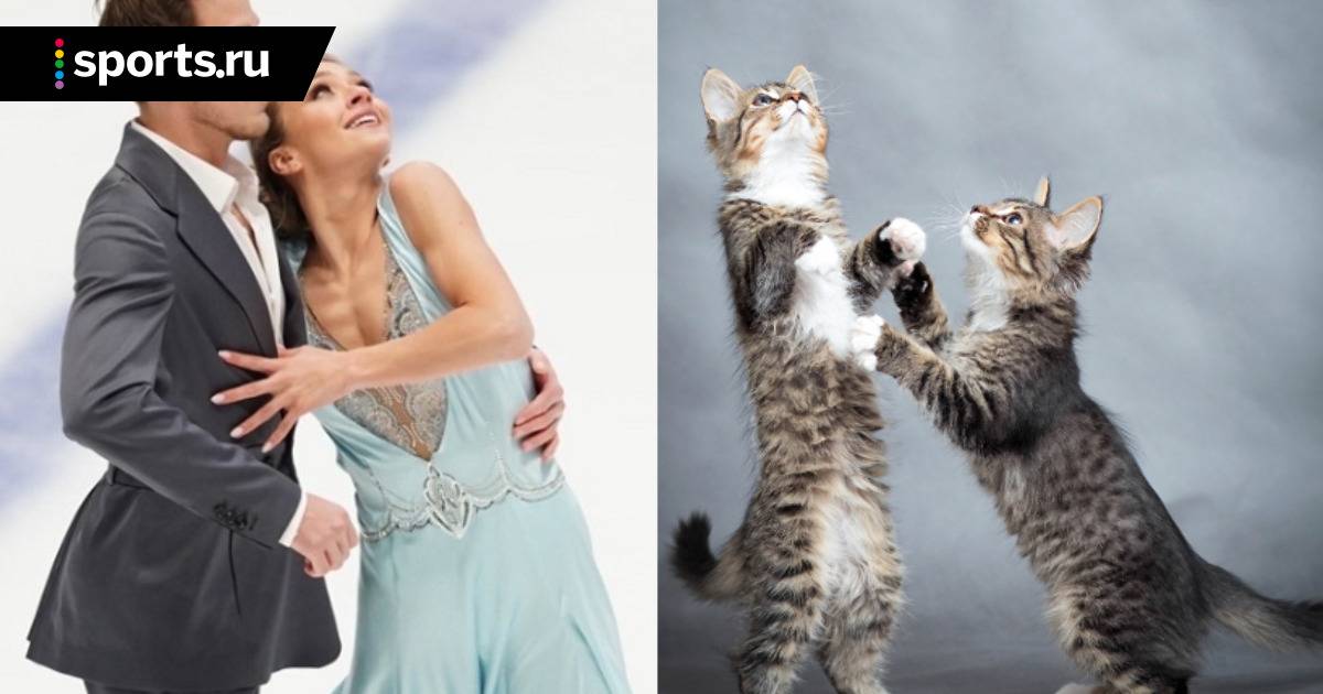 4 способа занять кошку и улучшить ей настроение - gafki.ru