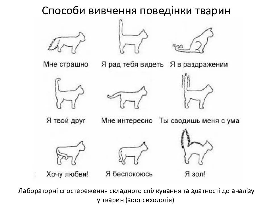 Что означает рисунок кошки в психологии