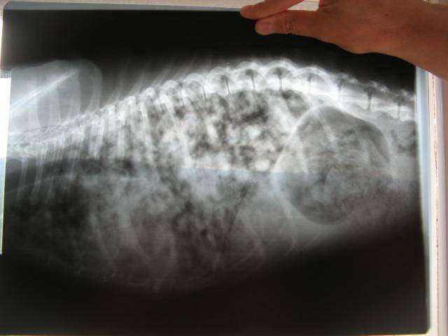 Пневмония (воспаление легких) у собак: симптомы и лечение | petguru