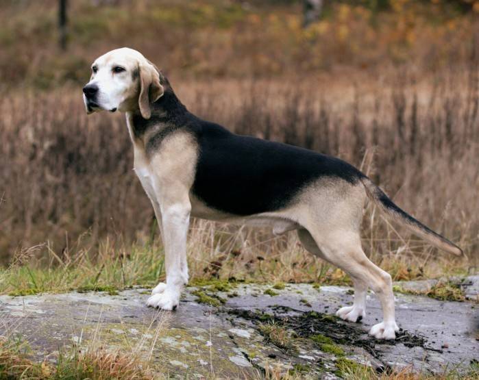 Гончие породы собак: фото, описание, особенности
гончие породы собак: фото, описание, особенности