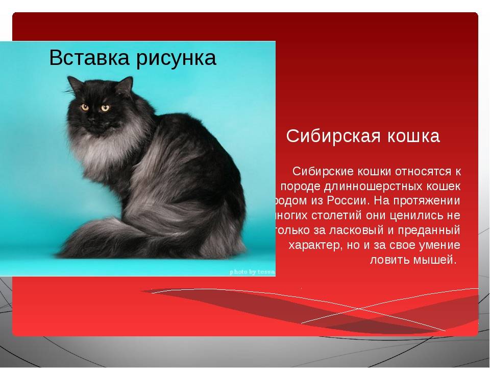 Сибирская кошка — невероятная красота