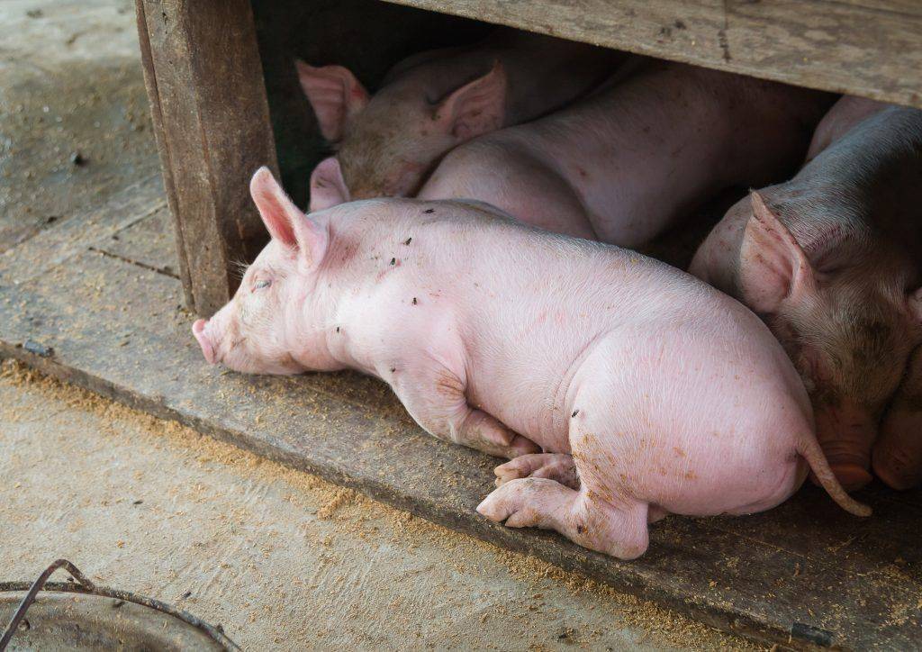 Сколько живут свиньи и от чего зависит срок их жизни