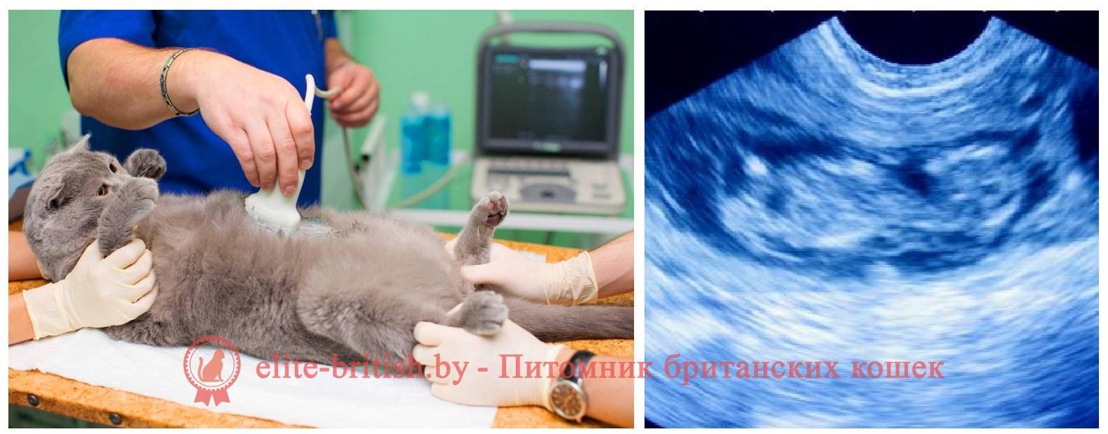 Сколько длится беременность у кошек: причины влияющие на сроки