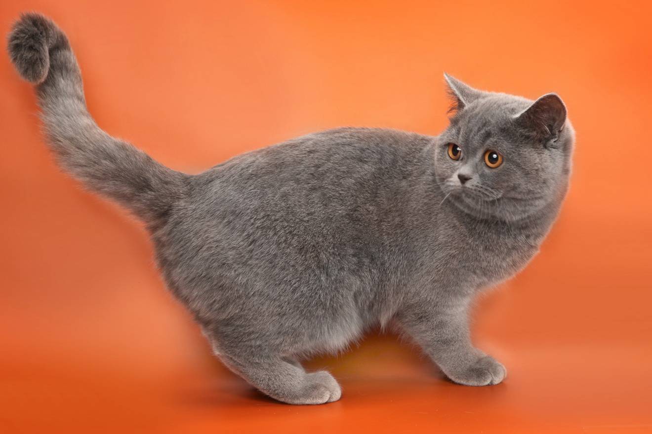 Порода кошек шотландец прямоухий фото