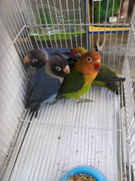 Как выбрать попугая? | блог ветклиники "беланта"