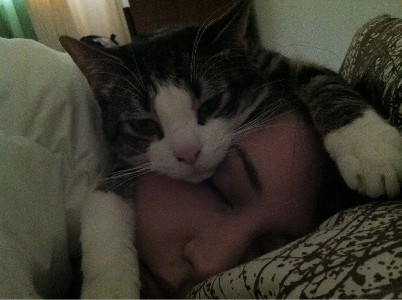 Котик — тёпленький животик: почему кошки спят на нас