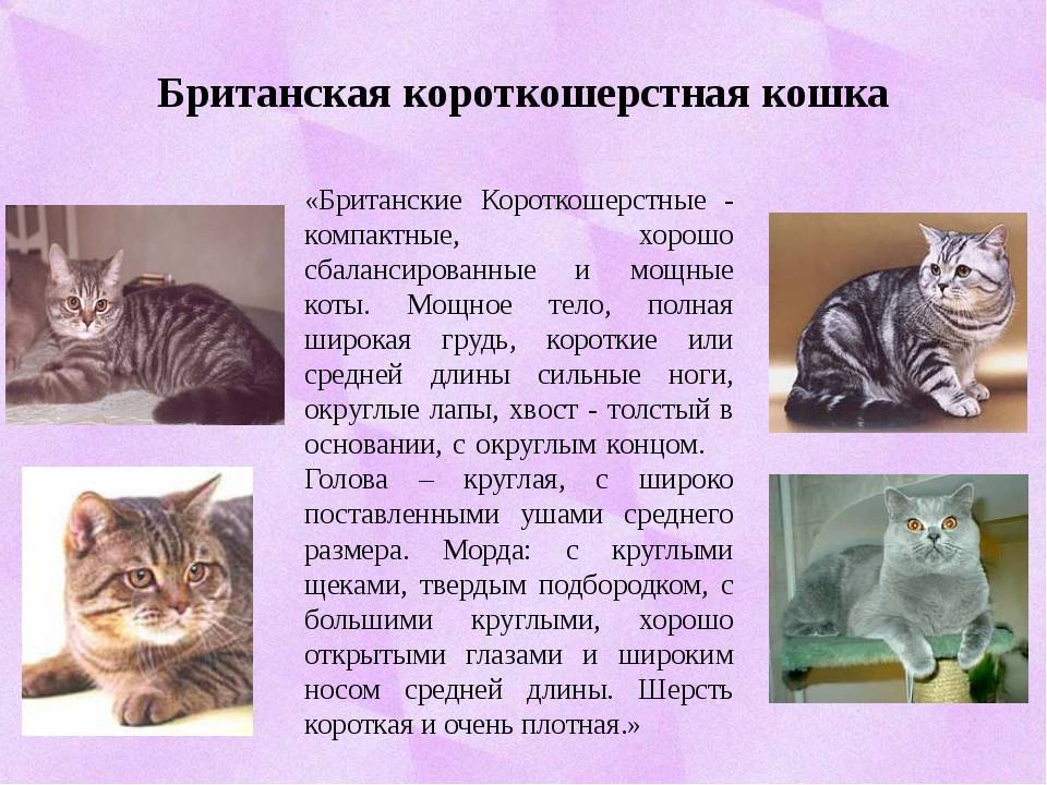 ᐉ короткошерстные кошки - ➡ motildazoo.ru