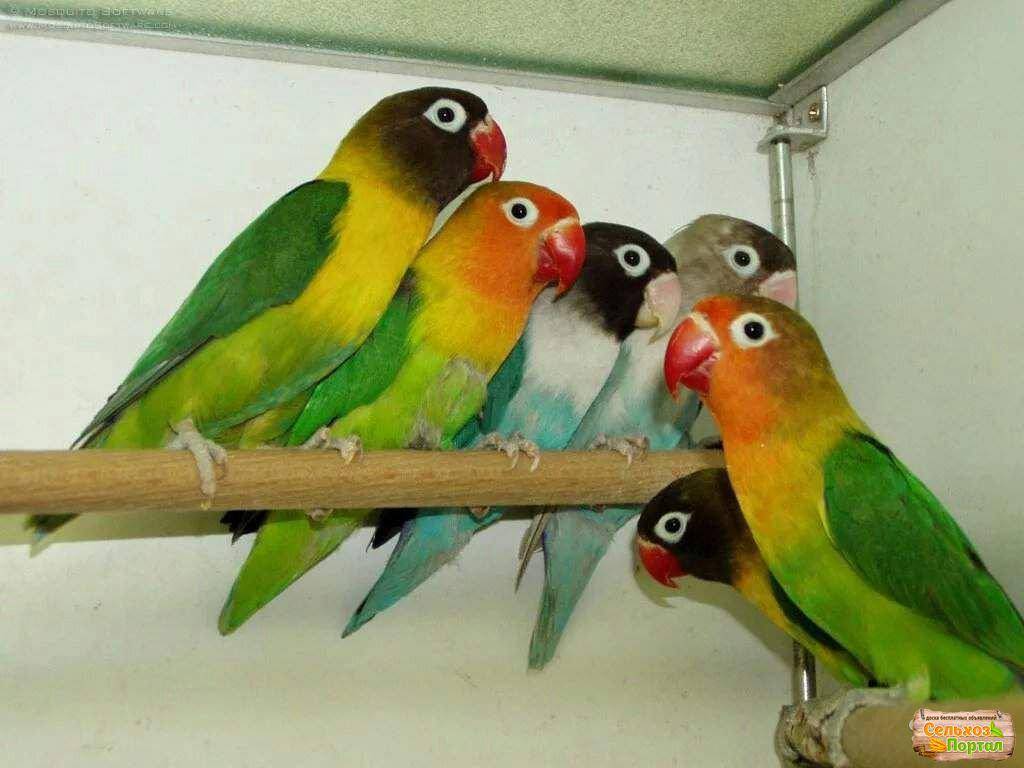 Виды попугаев средних размеров и правила их содержания