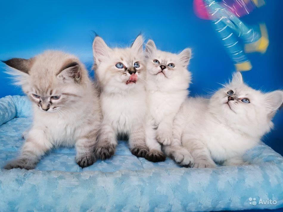 Невская маскарадная: описание породы, сколько живет, болезни, уход и содержание кошки