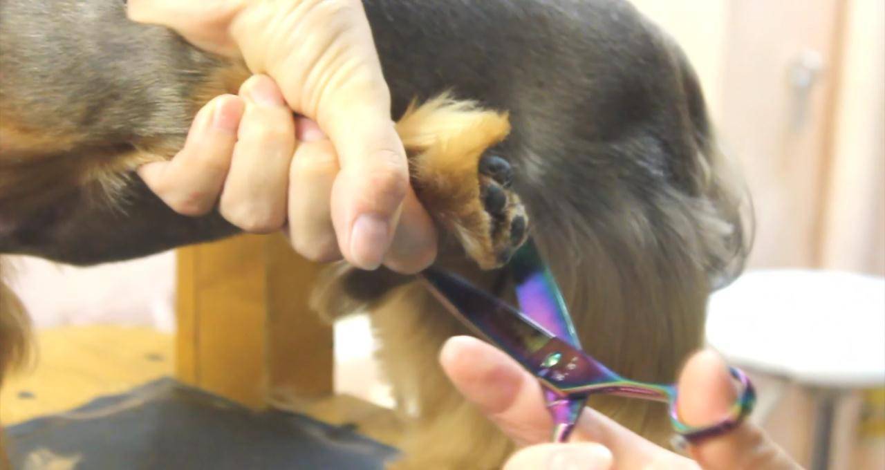 Назначение усов для собак: каким породам можно обрезать усы, почему они выпадают