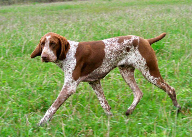 ᐉ 12 лучших легавых пород собака: фото, описание и стоимость - kcc-zoo.ru