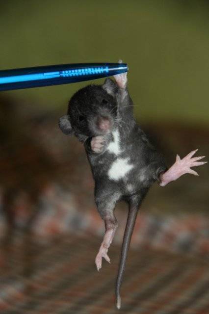 Как дрессировать крысу в домашних условиях: воспитание и приучение к командам