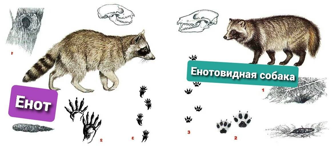 Енот-полоскун – фото, описание, ареал, рацион, враги, популяция