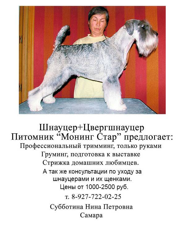 Стрижка ризеншнауцера схема
