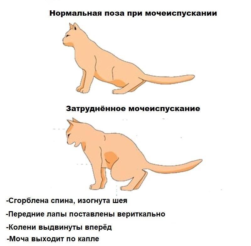 Кот постоянно чешется и вылизывается - причины и что делать - kotiko.ru