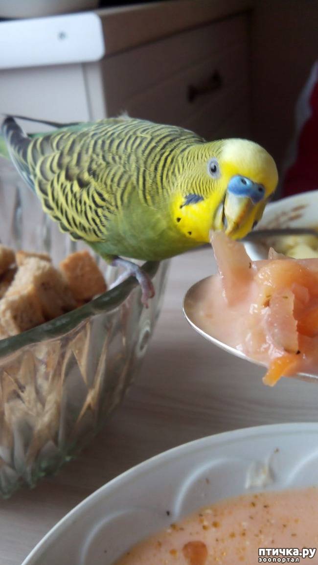 Сколько раз в день кормить волнистого попугая, как часто нужно насыпать птице корм в домашних условиях