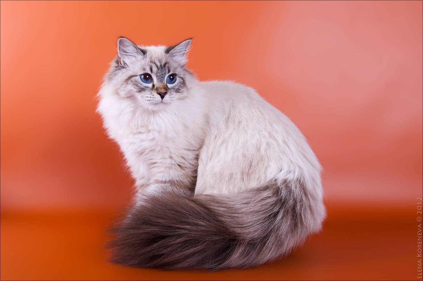 Сибирская маскарадная кошка