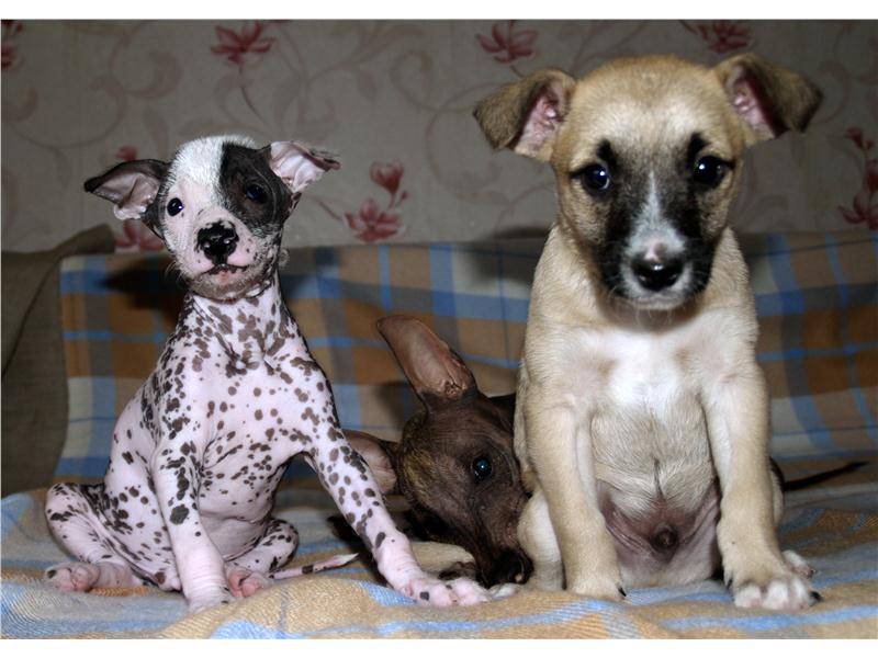 Некрасивые породы собак: фото, внешний вид и особенности