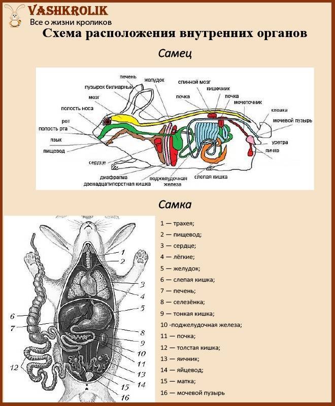 Строение кролика: внутренняя и внешняя анатомия (схемы)