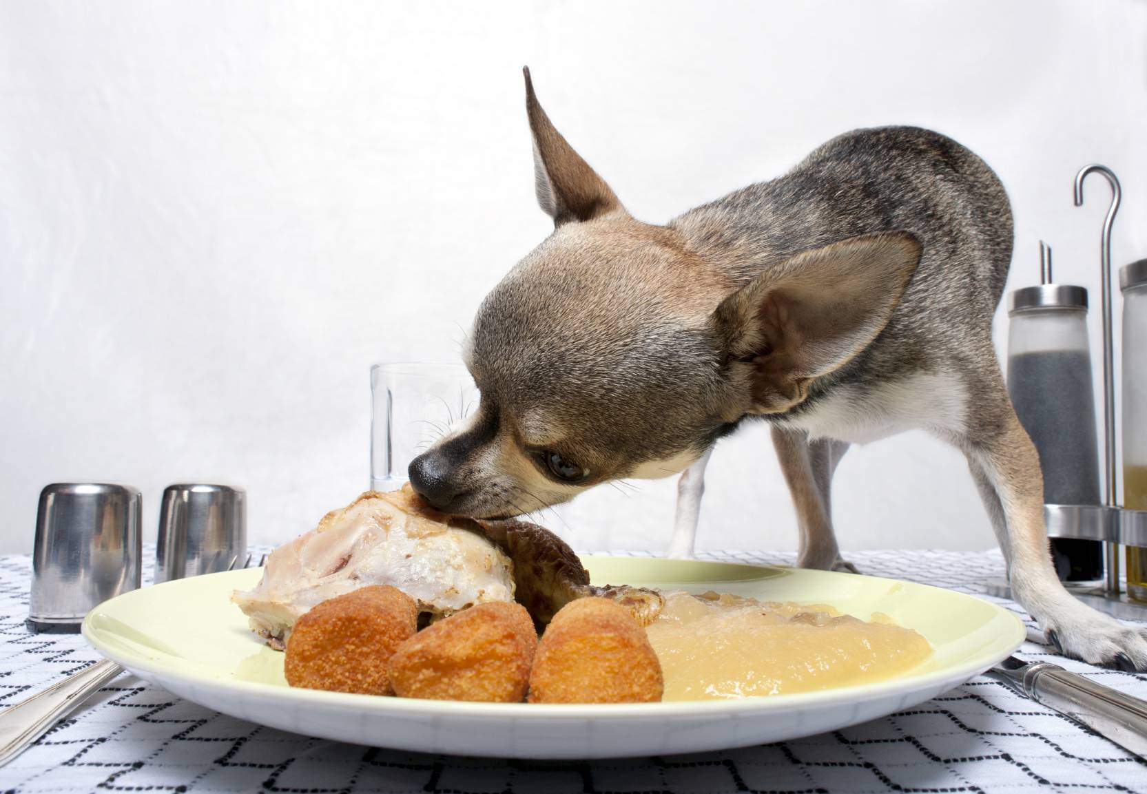 Как правильно кормить собаку натуральной пищей?
