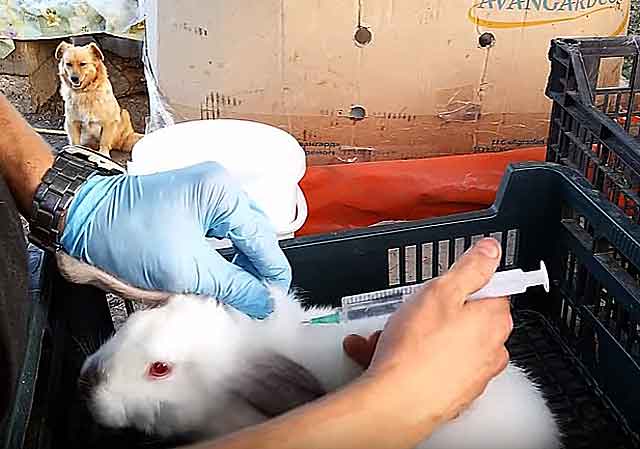 Вздутие живота у кроликов — причина и лечение тимпании