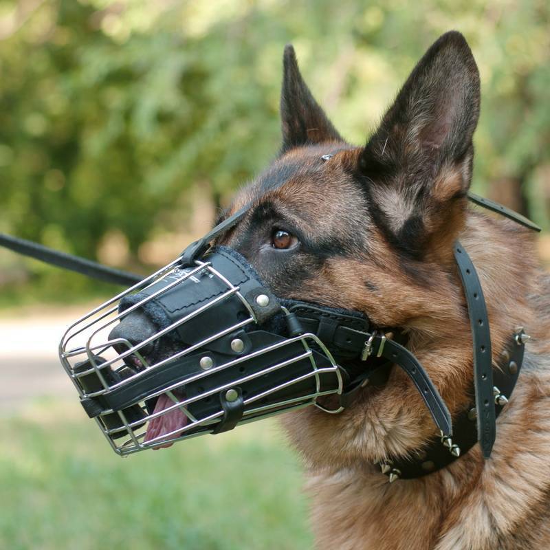 ...24pet.ru/articles/how-to-choose-a-dog-muzzle. 