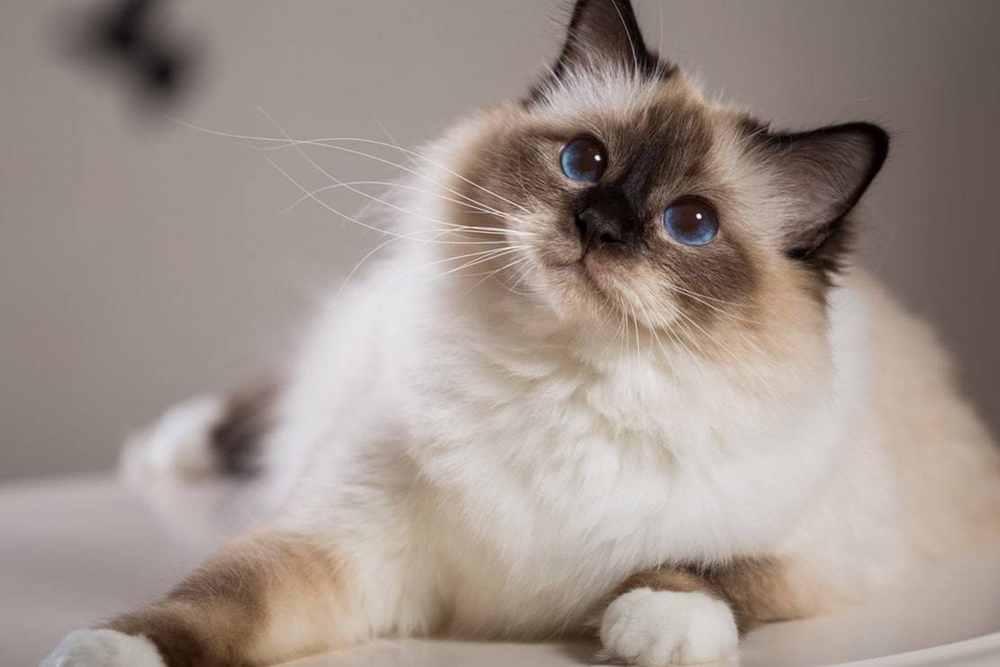 Бирманская кошка: описание породы, содержание, стоимость,