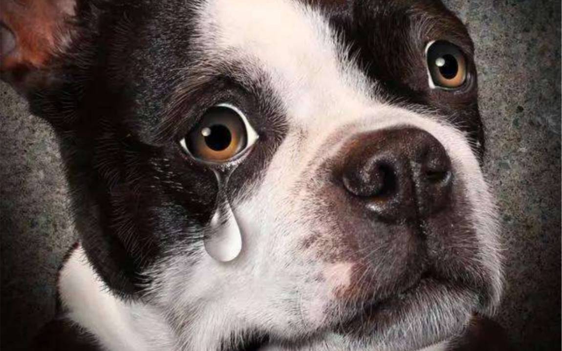 Могут ли собаки плакать слезами и что делать если это произошло: советы