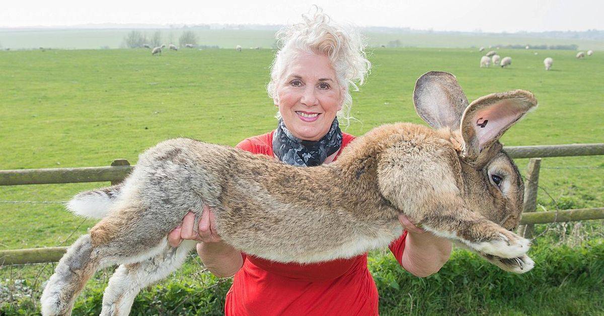 16 самых больших кроликов мира