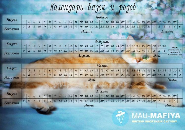 Беременность у кошек: признаки, продолжительность, советы по уходу  - mimer.ru