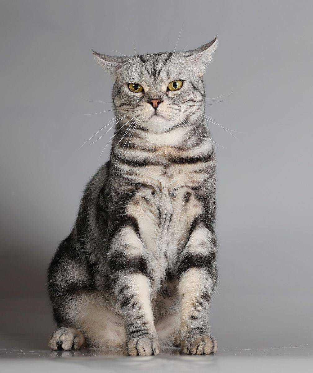 Короткошерстные кошки фото и названия породы