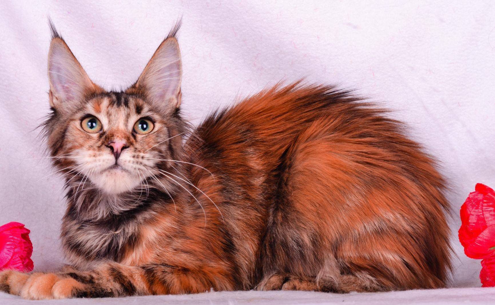 Описание пород кошек с кисточками на ушах, особенности их характера и ухода