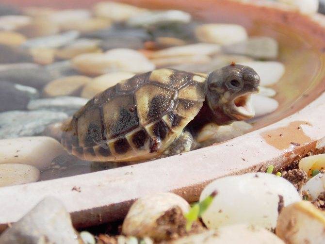 Интересные факты о черепахах для детей. 10 интересных фактов о черепахах.