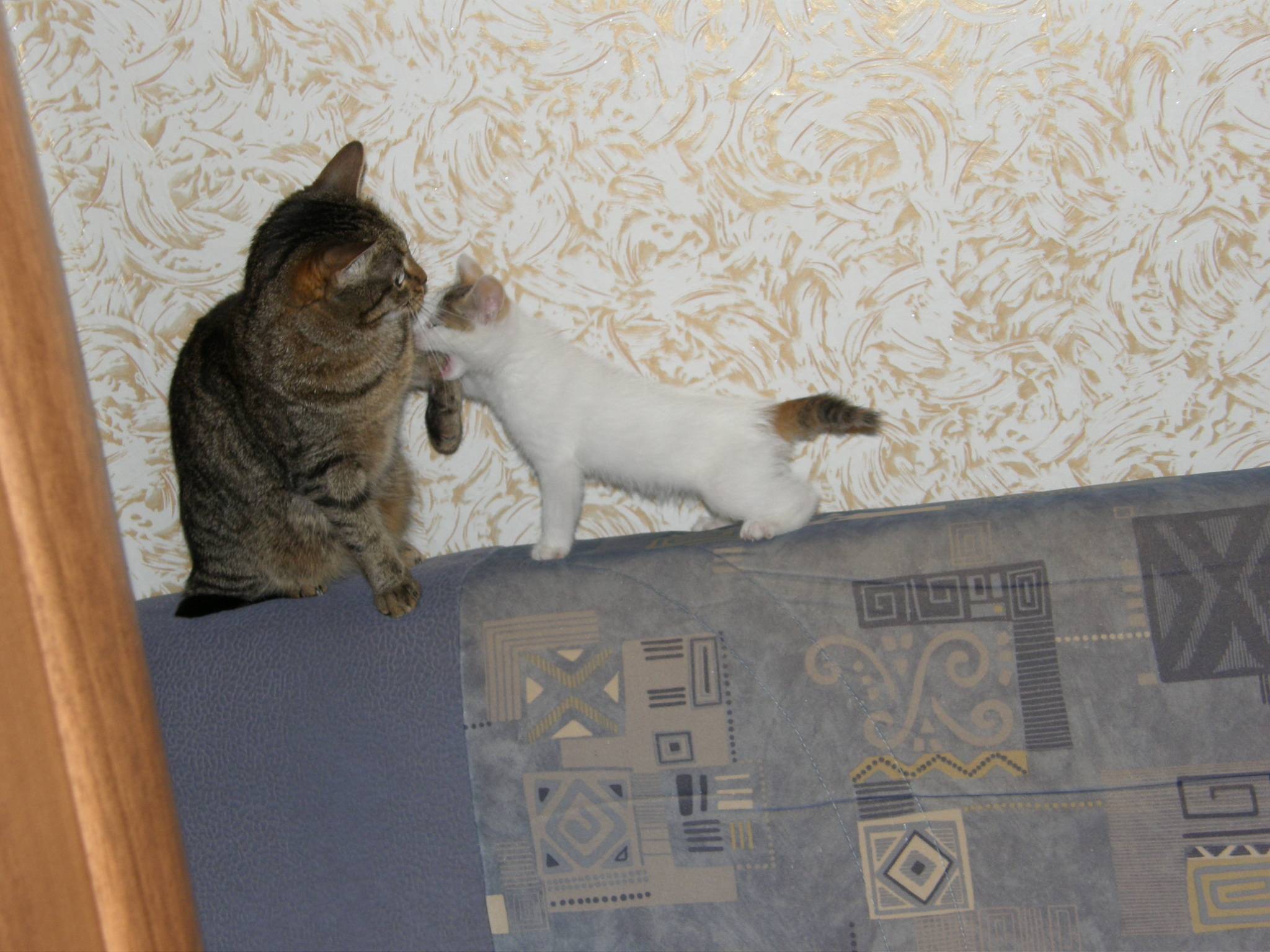 Как подружить двух кошек или котов в одной квартире: приемы знакомства и лайфхаки для хозяев