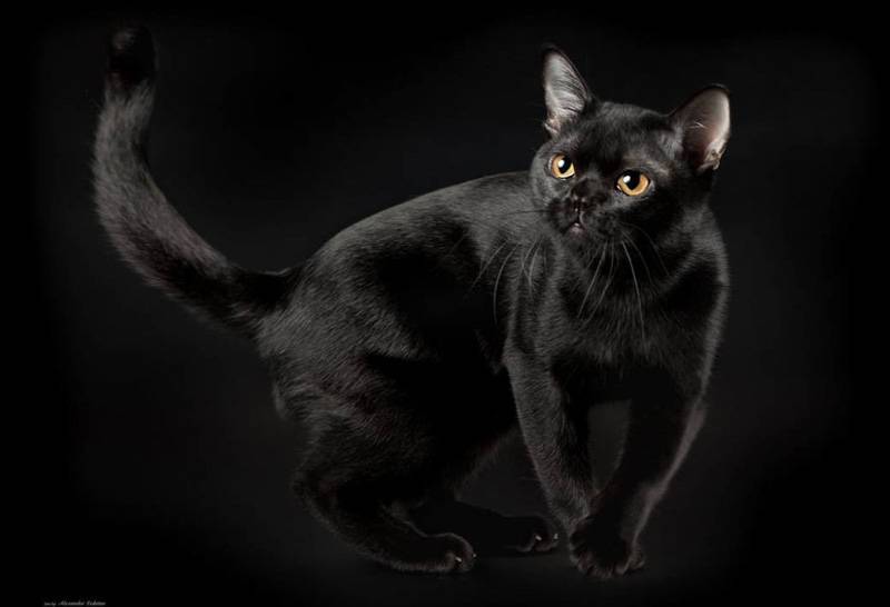 ᐉ бомбейская кошка - описание пород котов - ➡ motildazoo.ru
