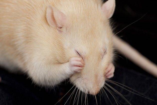 Домашняя крыса чихает с кровью и без — причины, что делать и как лечить?