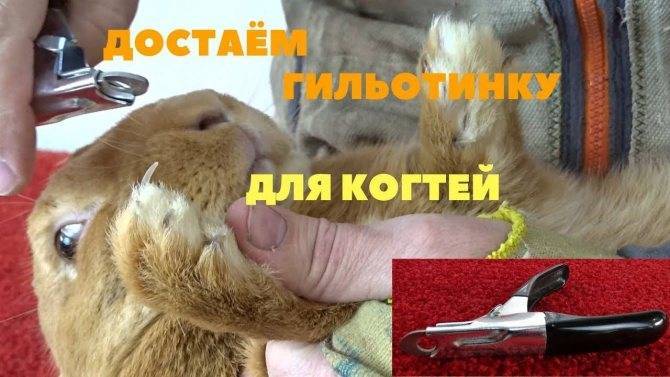ᐉ как подстричь когти морской свинке в домашних условиях: пошаговая инструкц - zoopalitra-spb.ru