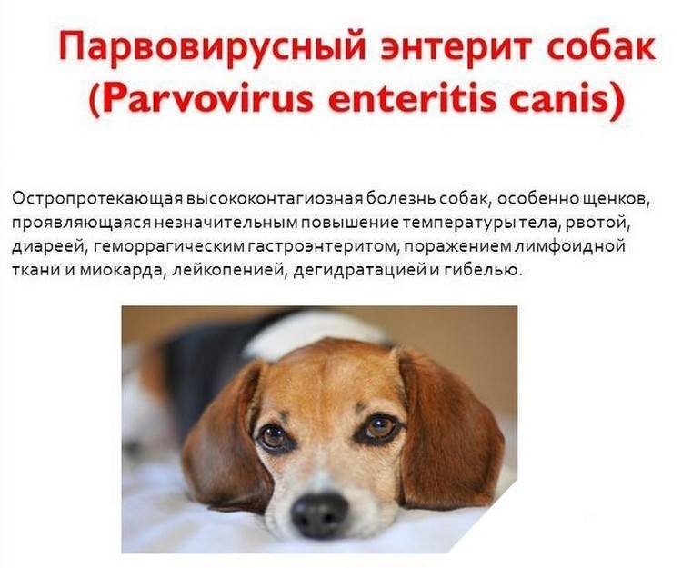 Парвовирусный энтерит собак, одна из самых опасных болезней для щенков