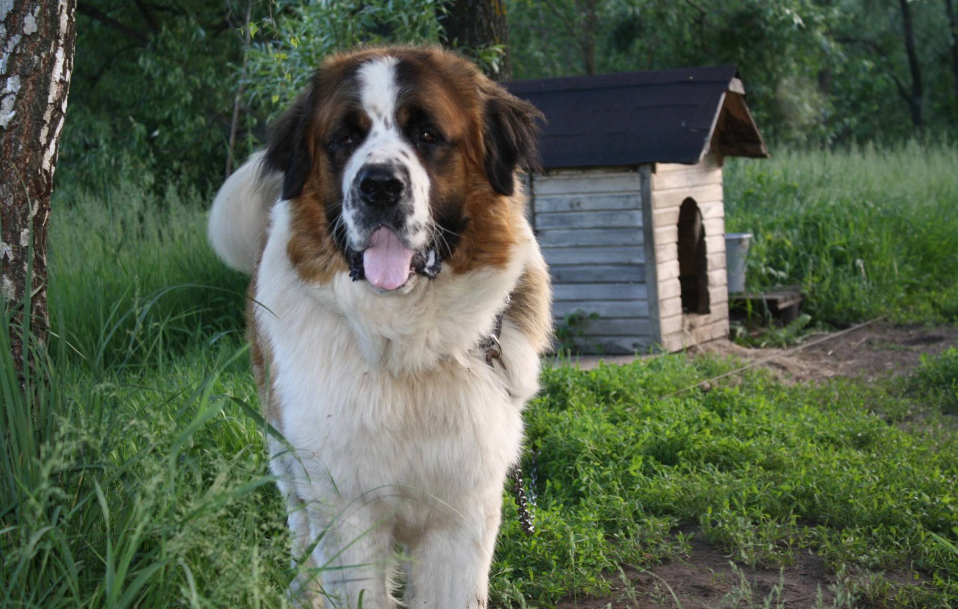 Сторожевые собаки – породы, выведенные для охраны территории или жилья