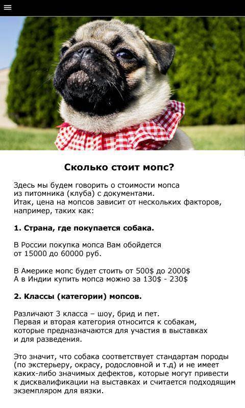 Маленький карликовый мопс: характеристика породы, отзывы владельцев | medeponim.ru