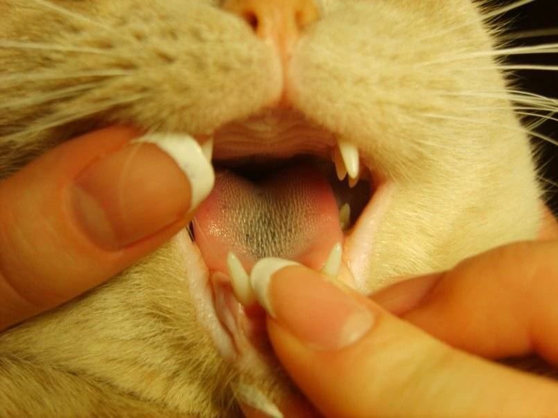 Кальцивирусная инфекция кошек