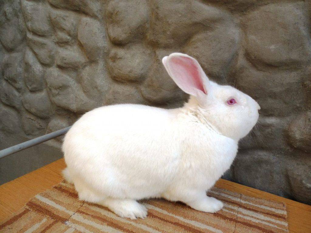 Особенности выращивания кролика белый паннон