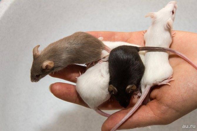 Размножение домашних крыс